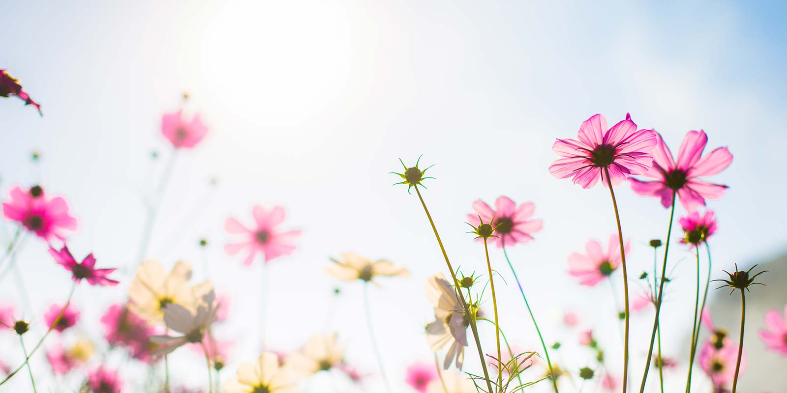 Imagen campo de flores en pleno día con el sol por detrás. En representación de la Primavera como una de las principales estaciones para realizar operaciones inmobiliarias en la Costa del Sol por los visitantes en aumento.